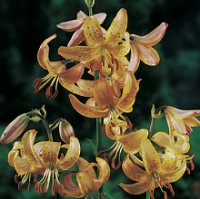 Lilium martagon Guinea Gold