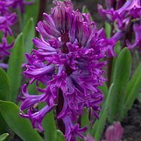 Hyacint Purple Sensation
