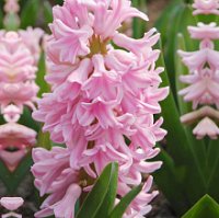 Hyacint pink Surprise